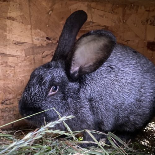 Silver Fox Rabbits Constellation Farmstead