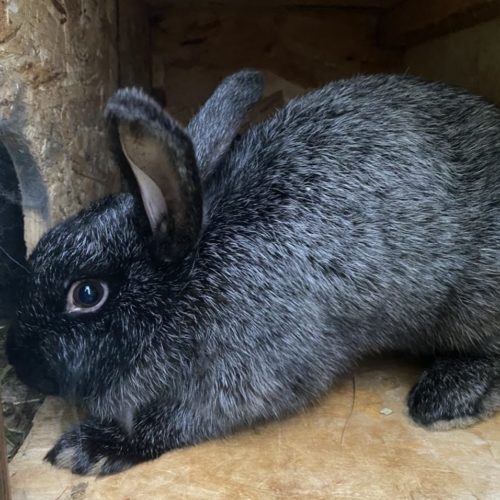 Silver Fox Rabbits Constellation Farmstead